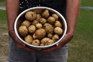 Potatoes in a basin