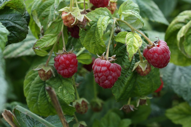 Red Raspberries on the cane