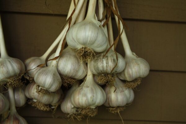 Dried garlic bulbs hanging on a wall