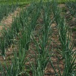 Onions plants in a garden