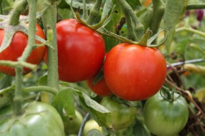 Red tomatoes on the vine