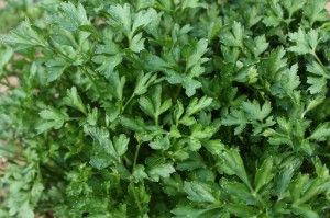Parsley leaf close up