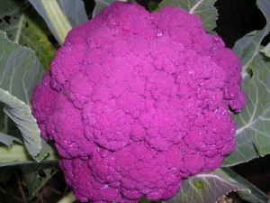 Purple headed cauliflower