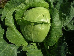 Green cabbage head in the garden