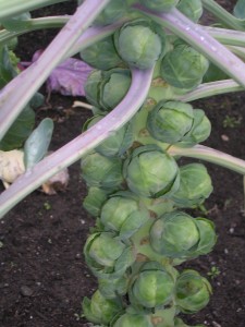 Brussels Sprouts on the plant
