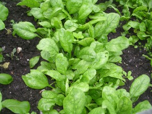 Spinach plants in the garden
