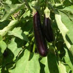 Eggplant hanging on a bush
