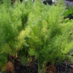 Fennel in the garden