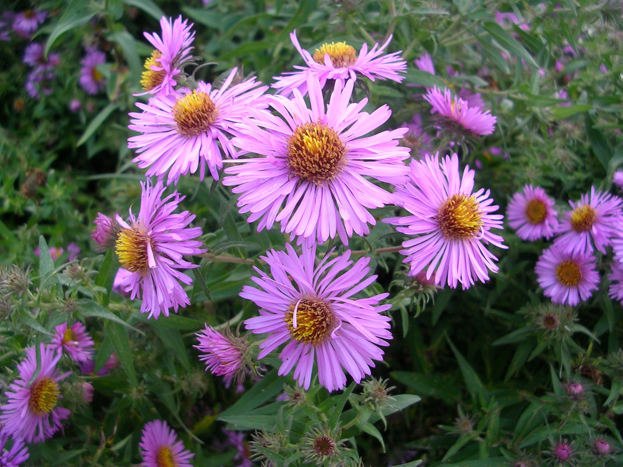 aster