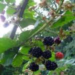 Blackberries on the cane