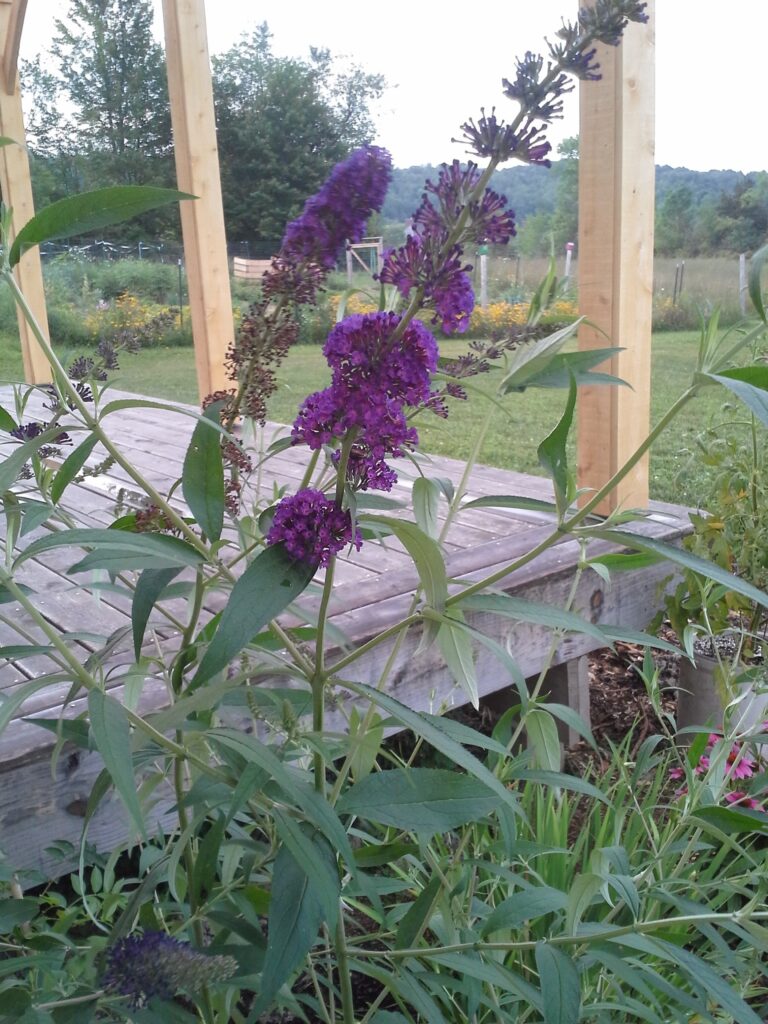 How to Grow Butterfly Bushes Growing and Caring for Butterfly Bushes