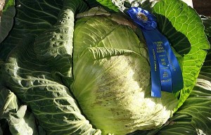 Head of cabbage with a blue ribbon on it