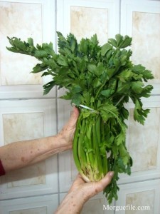 Celery bunch held in a hand
