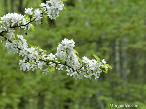 White cherry blossom