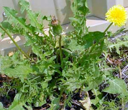 Green dandelion plant with yellow flower in a garden bed