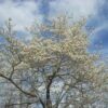 dog wood trees