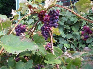 Purple grapes on the vine