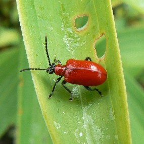 Red lily leaf beetle on a lily leaf