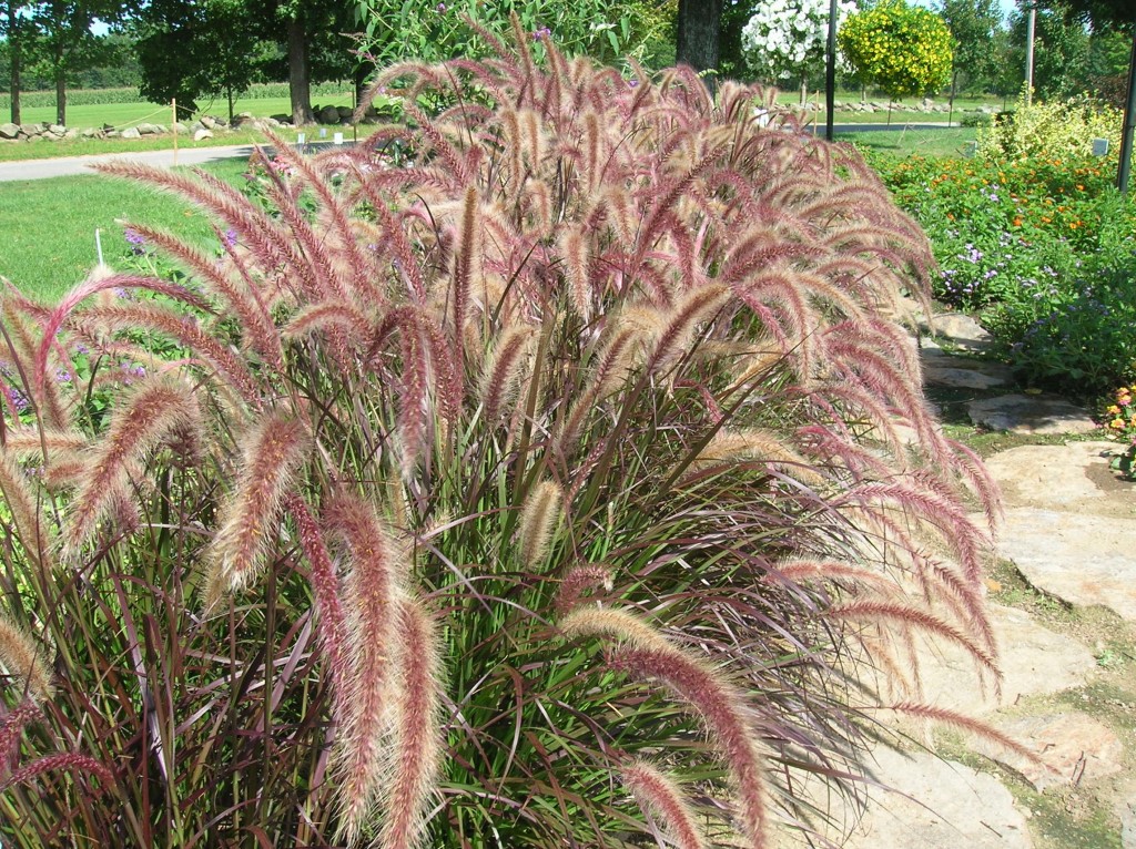 How to Grow Ornamental Grasses Growing, Caring for Ornamental Grass