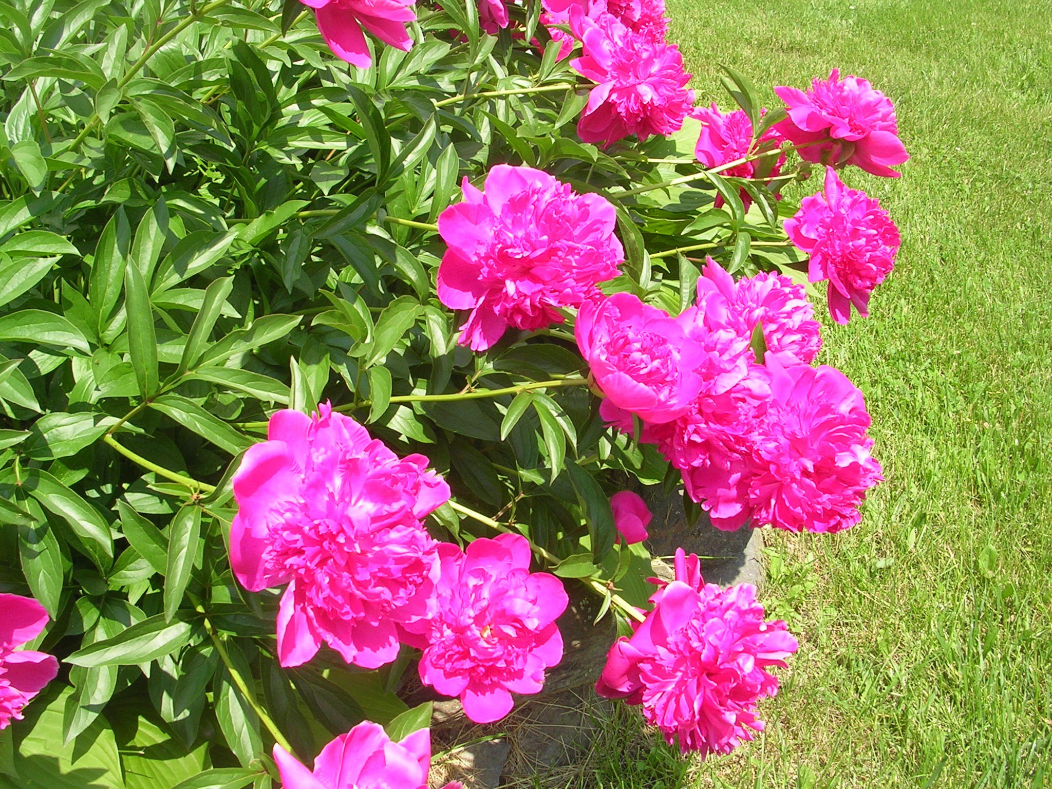 How To Grow Peonies Growing And Caring For Peonies