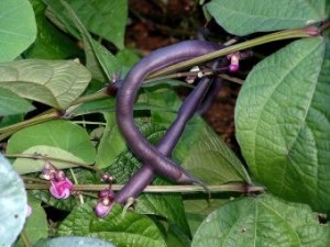Purple bush bean