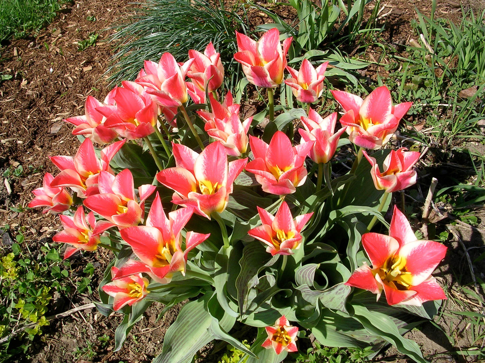 how many tulips grow from one bulb