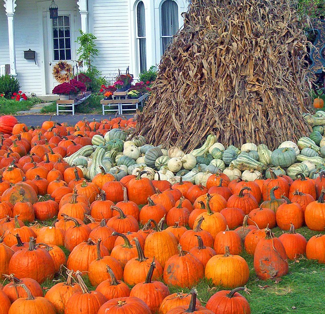 Orange pumpkins and stalks of corn as fall decorations