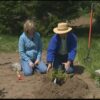 Natives, Invasives & Weeds Webinar - Image 3