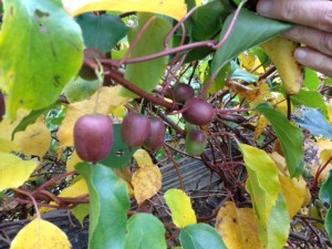 Ed kiwi fruit