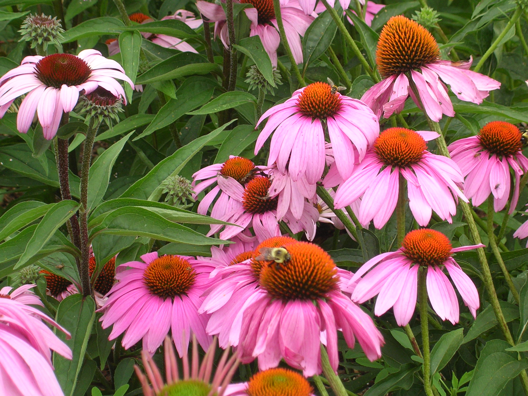 SummerGarden08 045
