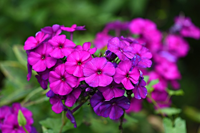 Deep pink phlox flowers