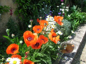 Orientalpoppy