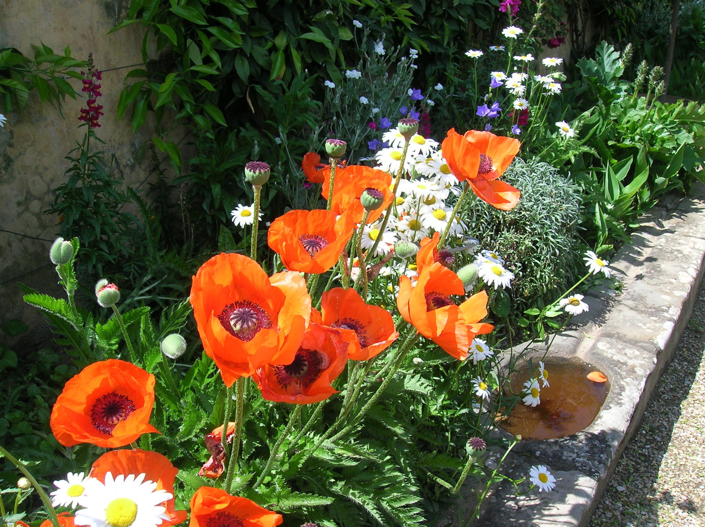 Image of Oriental poppy and baby's breath companion plants