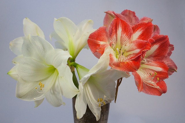 White and red amaryllis flowers
