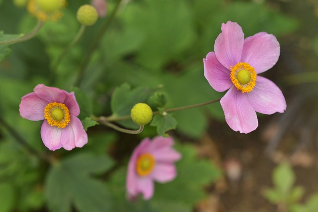 Pink Japanese anemone flowers