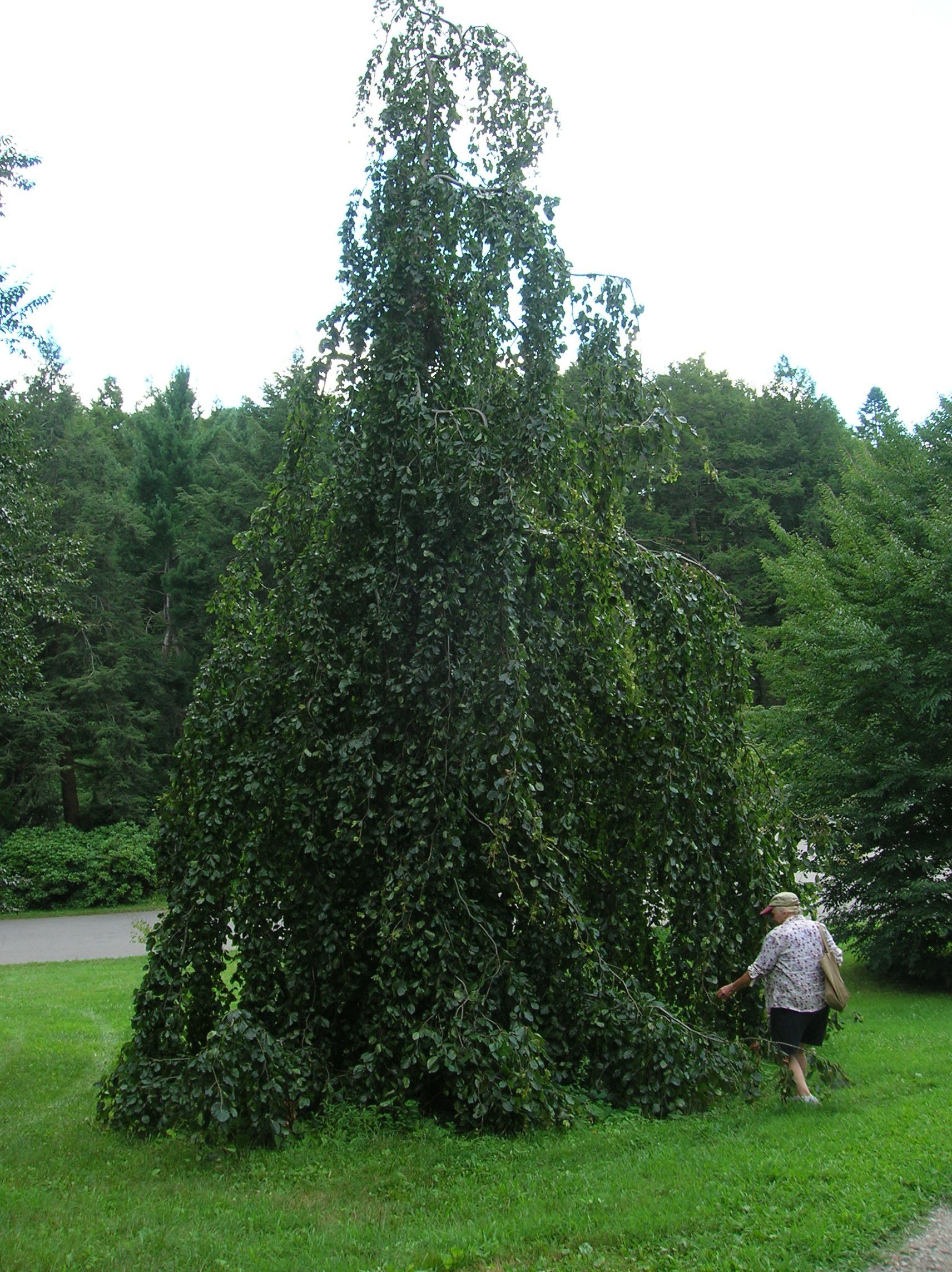 How to Grow Beech Growing and Caring for Beech Trees