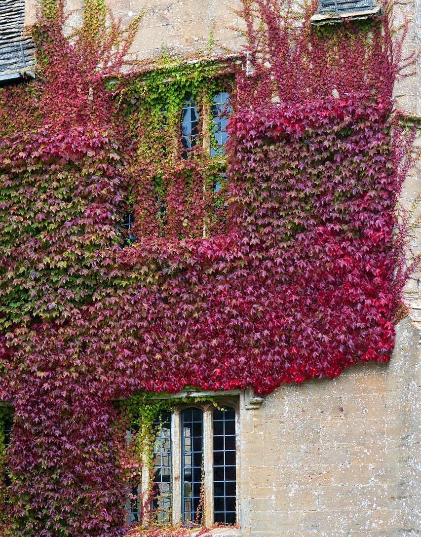 Red leaves of Boston ivy vine on building wall