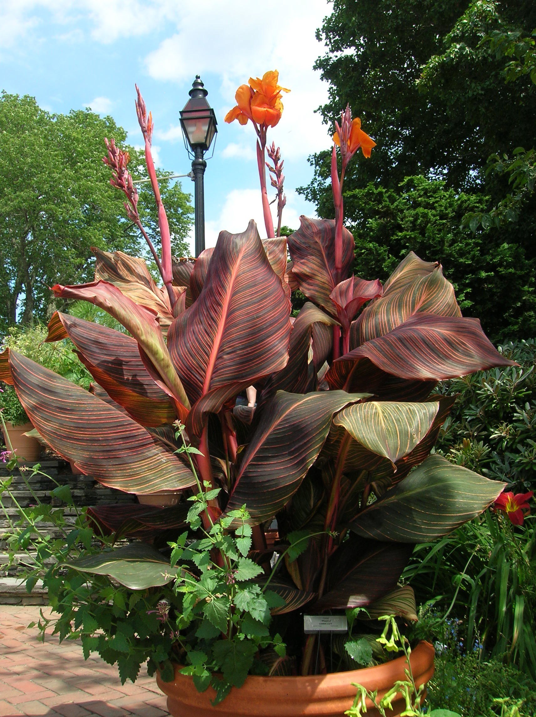 How to Grow: Canna Lilies