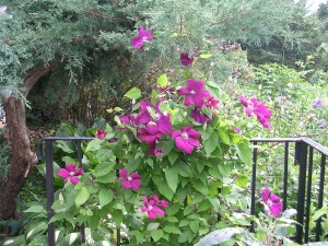 clematis