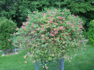 climbing hydrangea