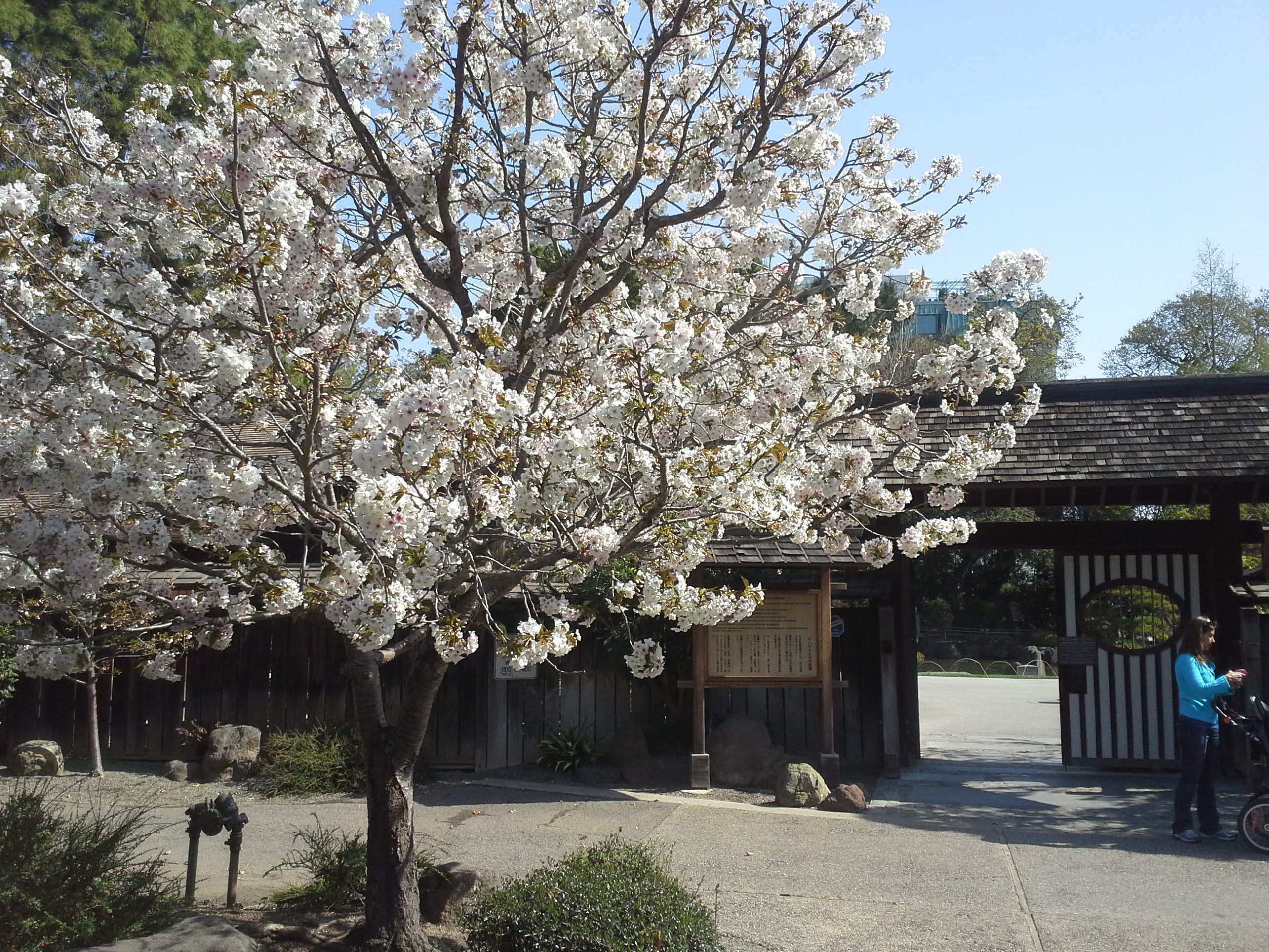 How To Grow And Care For Cherry Blossom Trees