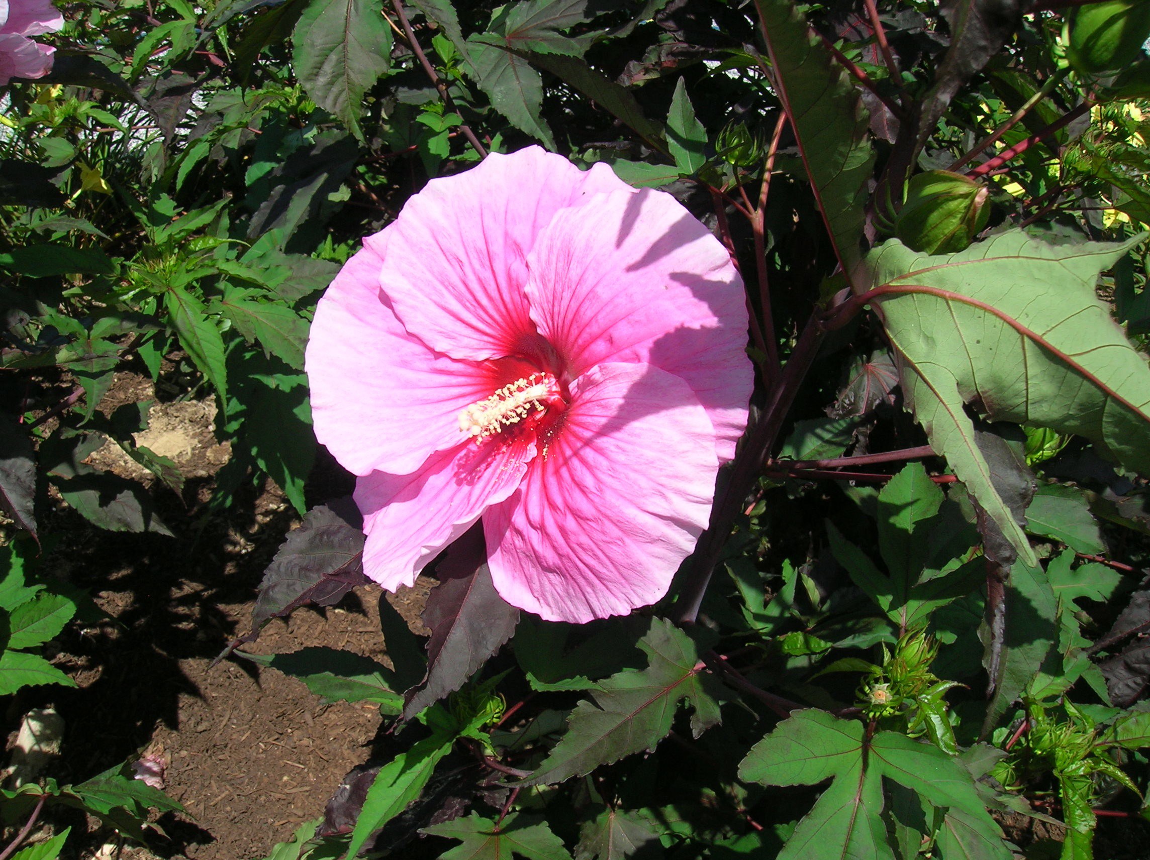Pink Hibiscus flower