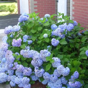 Blue hydrangea flowers near brick house