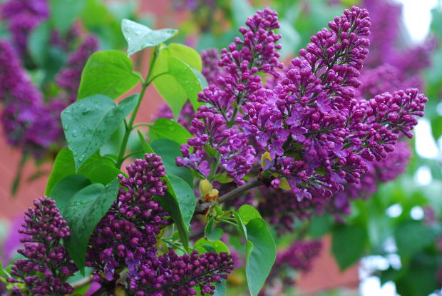 lilac