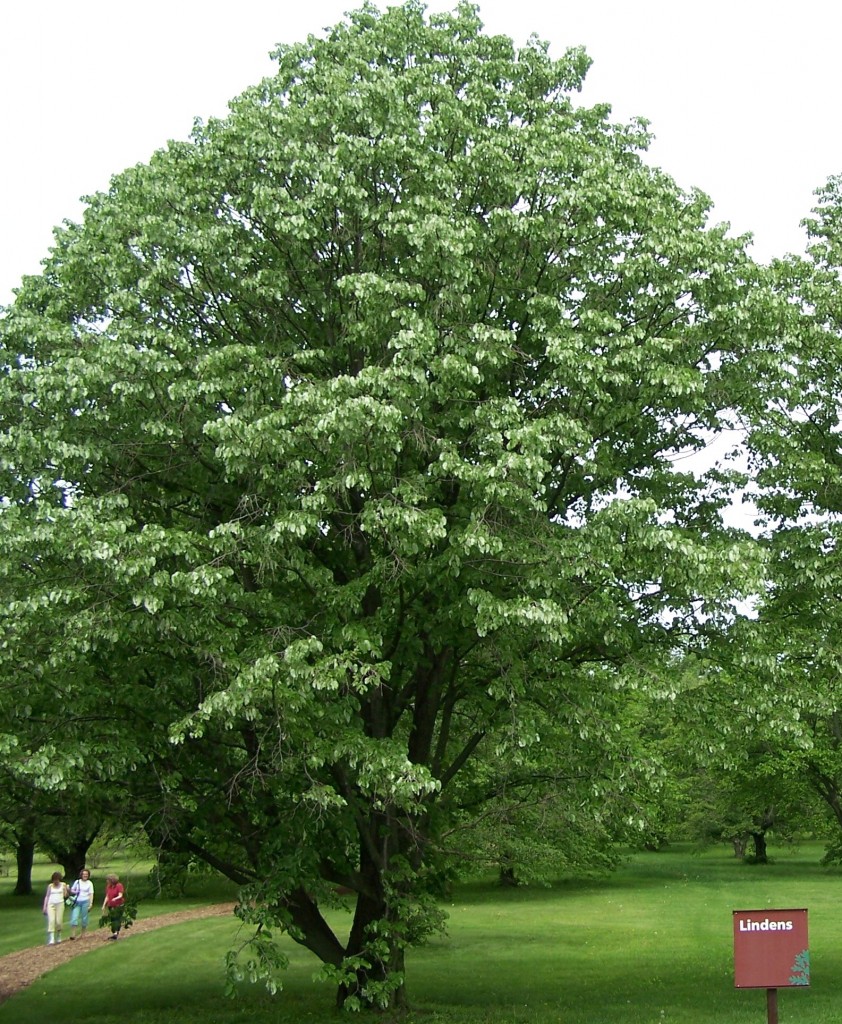 How to Grow Linden Growing and Caring for Linden