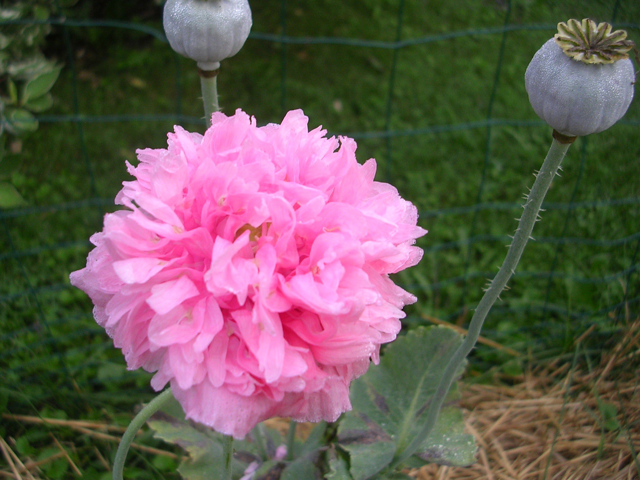 Planting and caring for the common poppy 