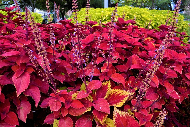 Red coleus flowers in garden