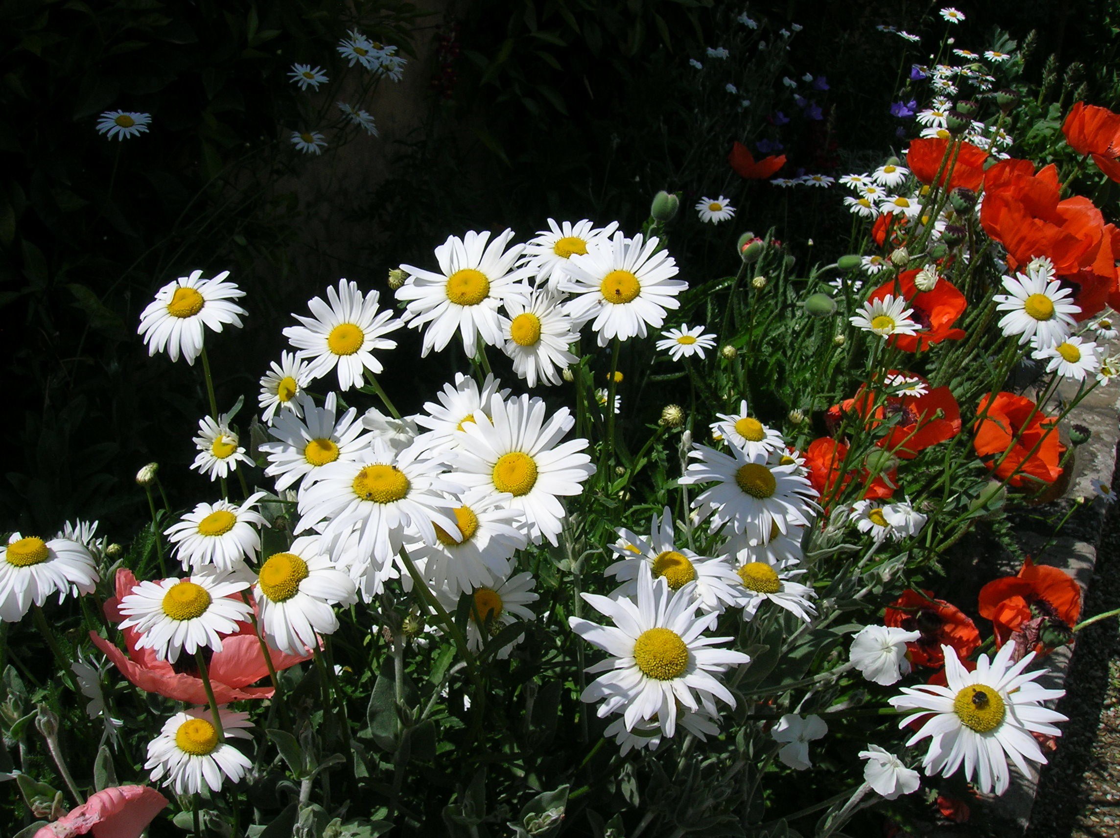 How to Grow Becky Shasta Daisies