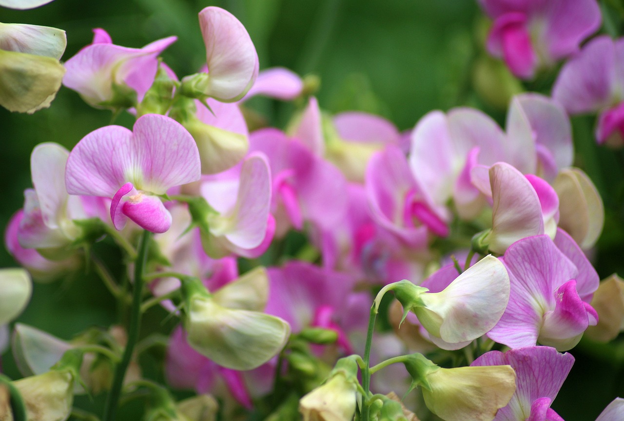 Pink sweet pea flowers