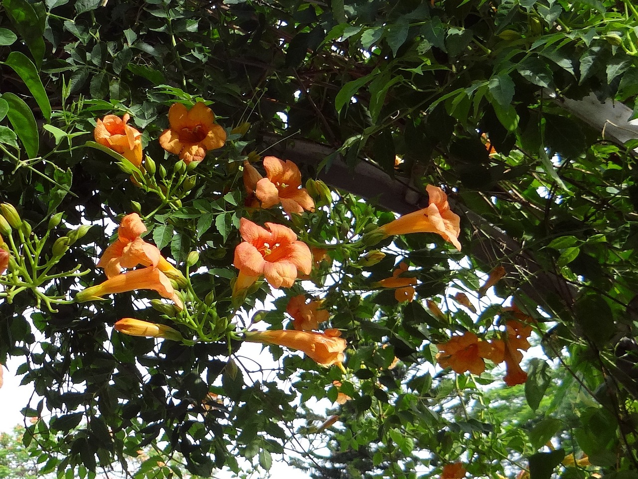 Orange flowers of trumpet vine